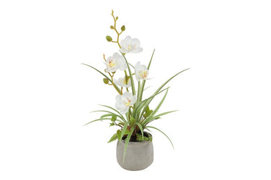 Phalaenopsis mini w/pot arrangement wit-L8B9H34CM
