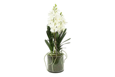 Kunstbloem in glazen pot Dendrobium-L40B40H56CM