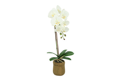 Phalaenopsis wit