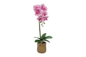 Phalaenopsis d.roze