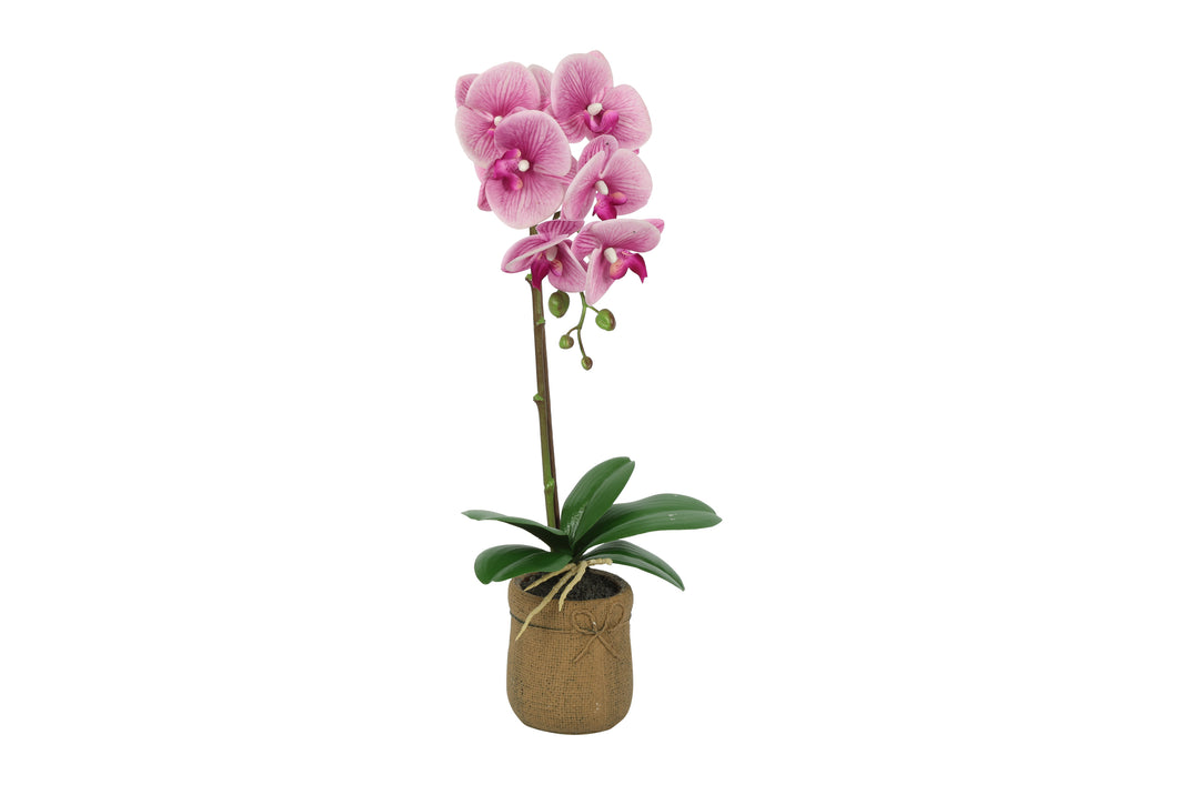 Phalaenopsis d.roze