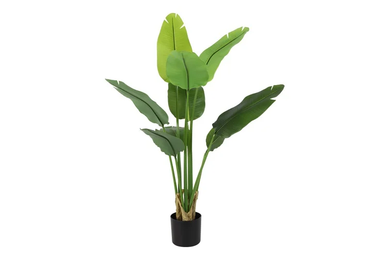 Strelitzia groen-L50B40H120CM