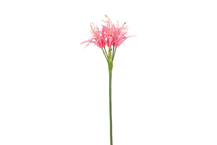 Lycoris radiata d.roze-L18B18H72CM