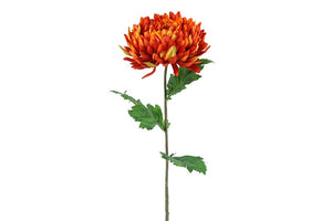 Chrysanthemum oranje-L10B10H75CM