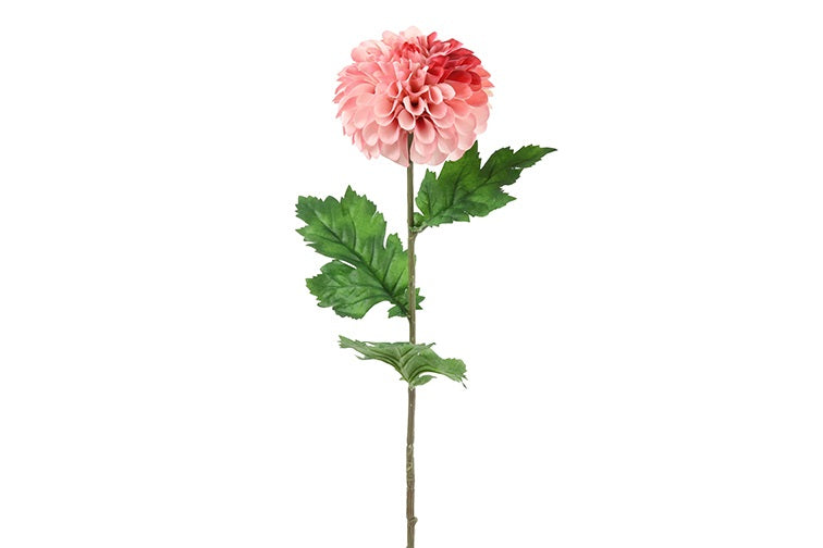 Dahlia roze-L10B10H75CM