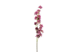 Matthiola d.roze-L15B15H120CM