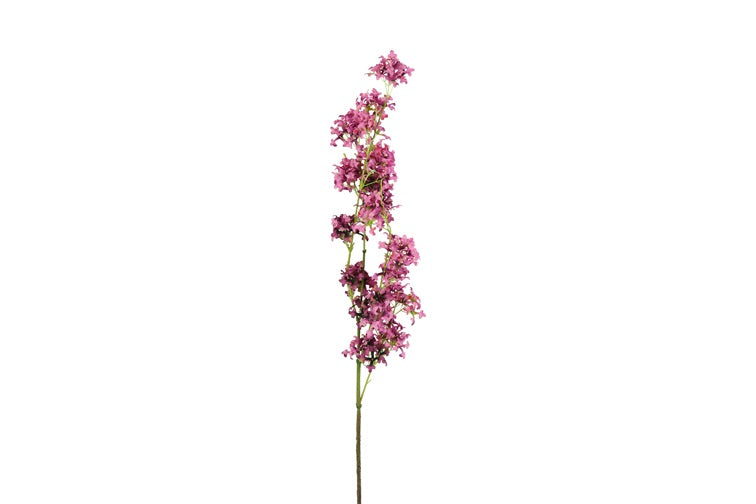 Matthiola d.roze-L15B15H120CM