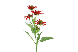 Echinacea rood-L5B20H70CM