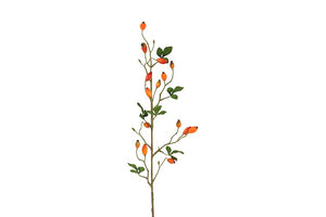 Rosa canina S oranje-L3,8B6,3H83CM