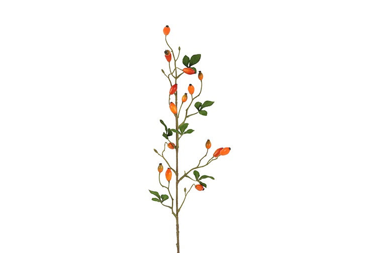 Rosa canina S oranje-L3,8B6,3H83CM