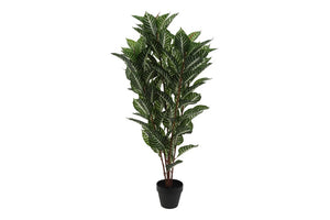 Dracaena Surculosa real touch groen-L50B50H90CM