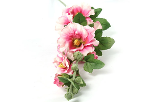 Althaea rosea Kathi roze-L8B8H87,6CM
