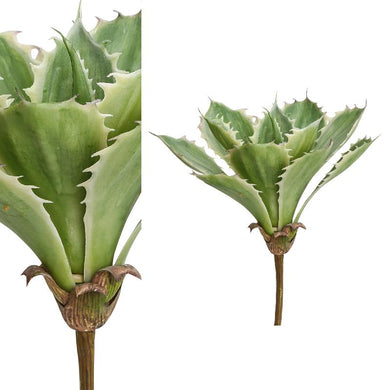 PTMD - Succulent Plant lichtgroen aloe vera pluk