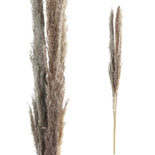 Afbeelding in Gallery-weergave laden, PTMD - Dried Leaves brown natural pampas grass L