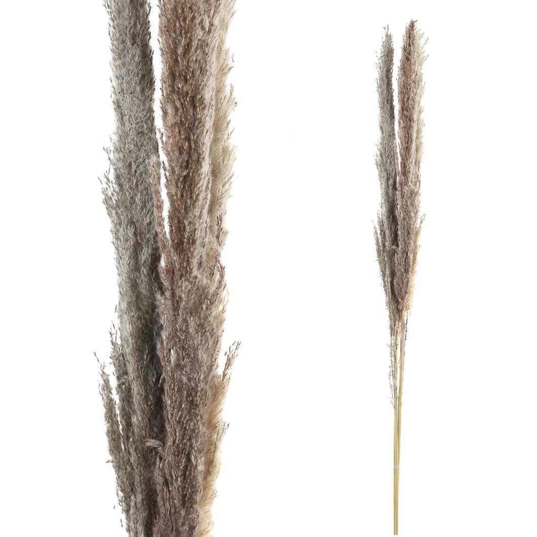 PTMD - Dried Leaves brown natural pampas grass L