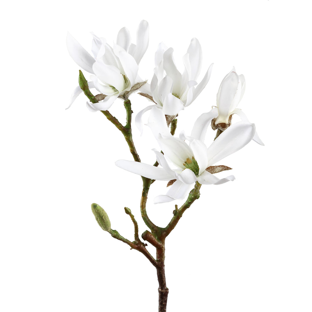 PTMD - Magnolia Flower witte japanse magnolia tak