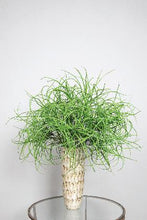 Afbeelding in Gallery-weergave laden, PTMD - Leaves Plant groen grass tak