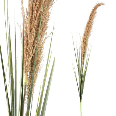 PTMD - Twig Plant natural green dried pampas grass stem