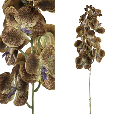 PTMD - Orchid Flower brown cymbidium