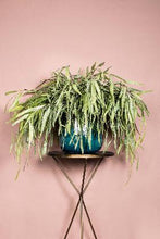 Afbeelding in Gallery-weergave laden, PTMD - Leaves Plant green hanging eucalyptus spray L