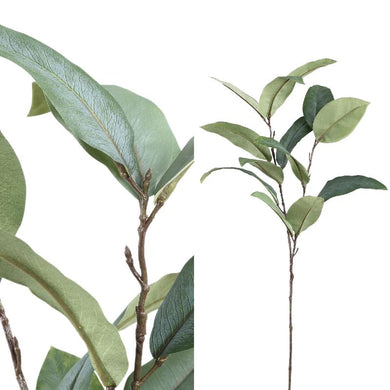 PTMD - Leaves Plant green eucalyptus spray S