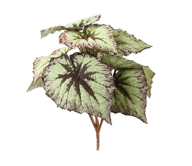 Begonia Rex groen