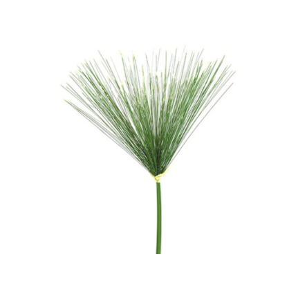 Cyperus papyrus S groen-L8B8H76CM
