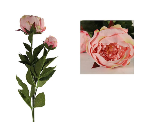Paeonia Dian roze-L8B8H79CM