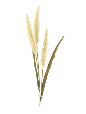 Pennisetum crème
