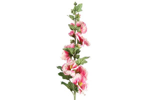 Althaea rosea Kathi roze-L8B8H87,6CM