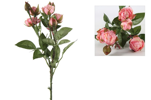 Rosa tros Shakira lila-L36B12H3CM