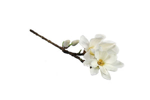 Magnolia Chayca S wit-L8B8H62CM