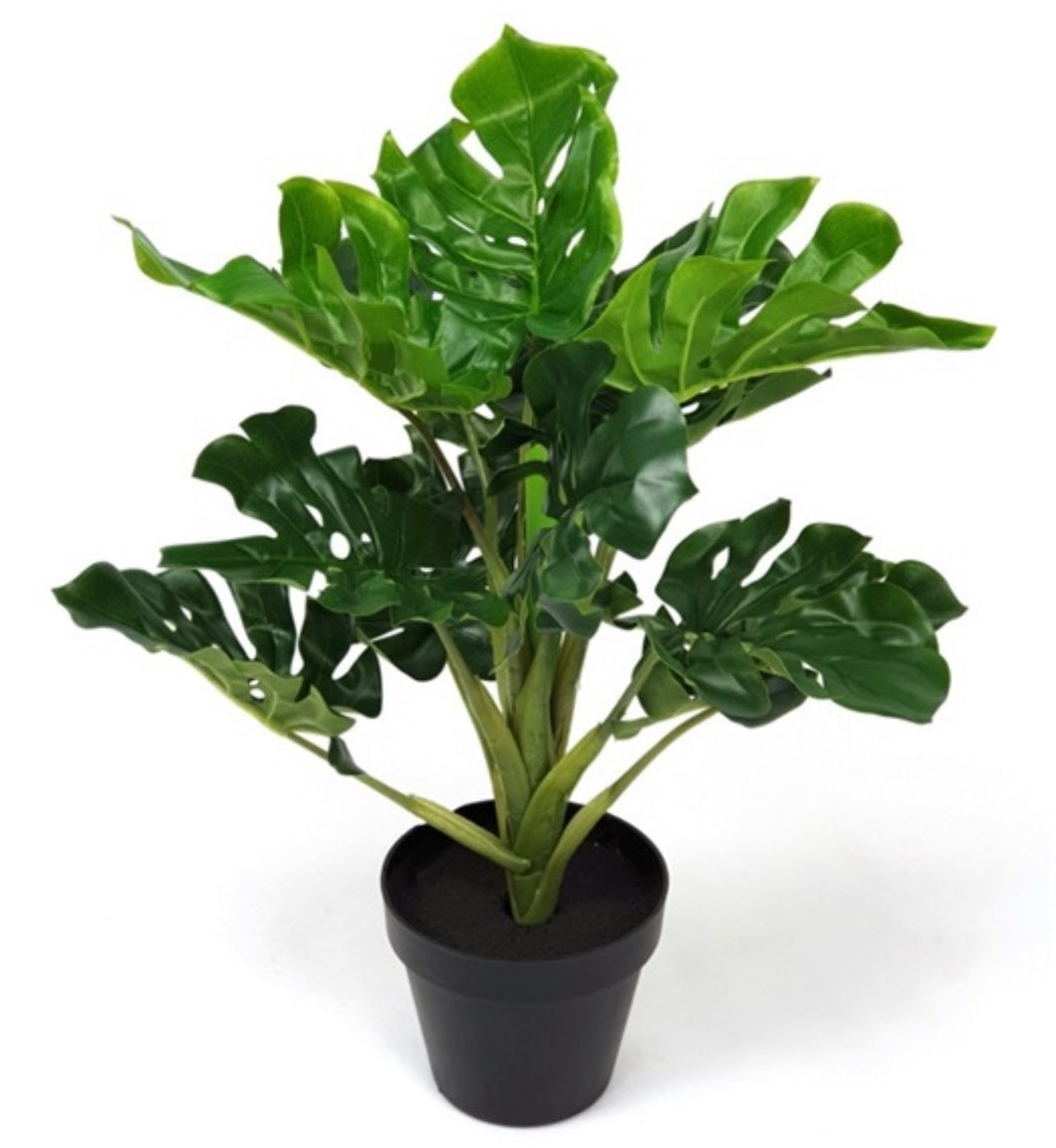 Mansion - Monstera plant 42 cm