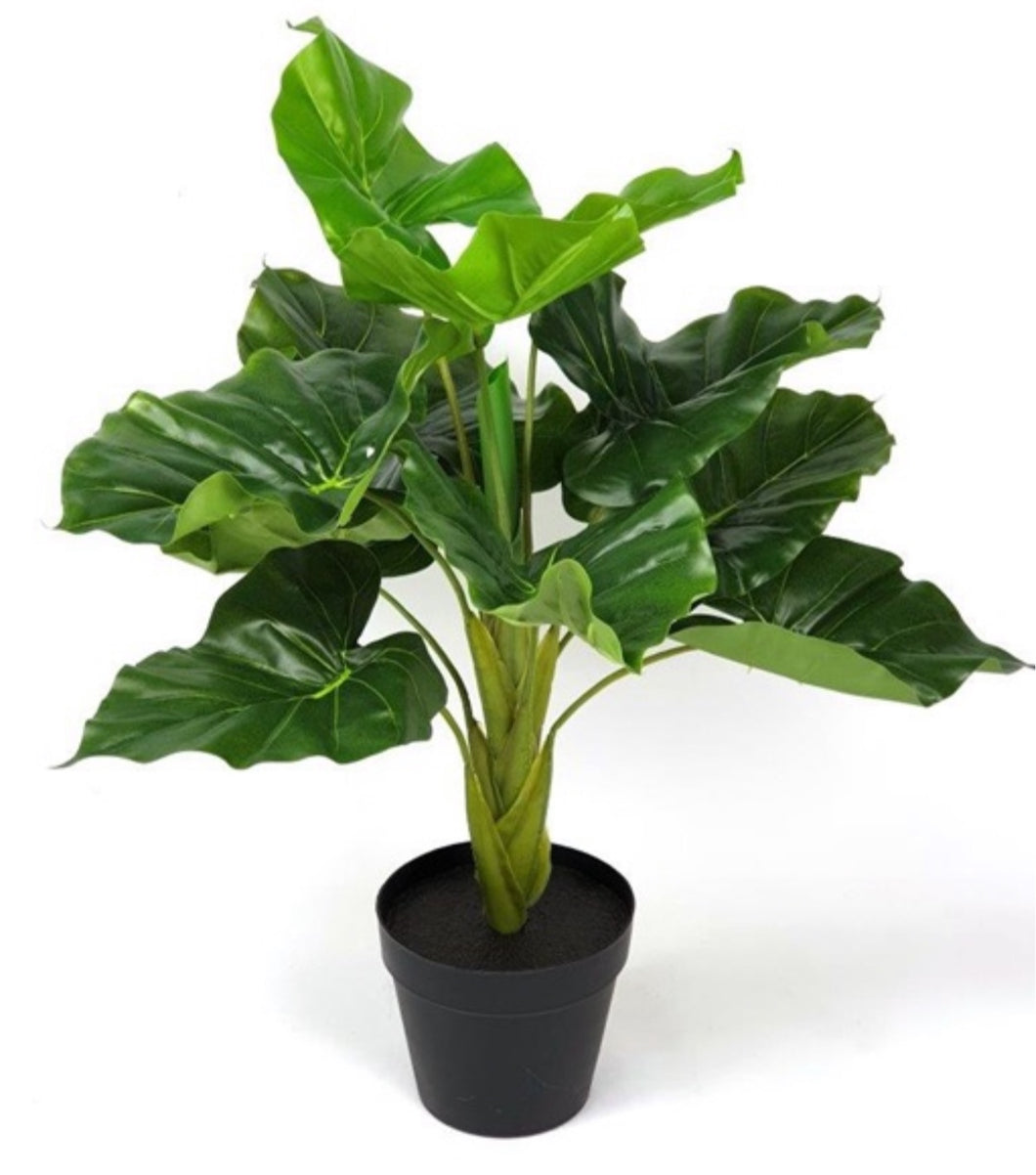 Mansion - Colocasia plant 60 cm