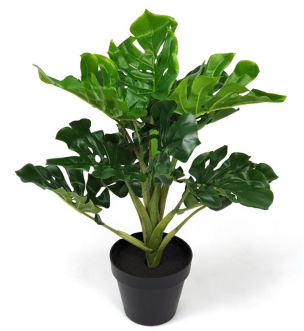 Mansion - Monstera plant 60 cm